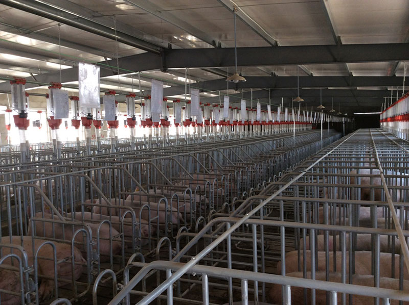 養(yǎng)豬工程案例(圖2)